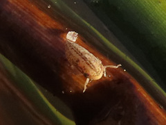 Athysanus argentarius