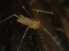 Nomaua arborea