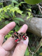 Rhynchosia phaseoloides