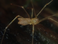 Nomaua arborea
