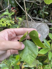 Rhynchosia phaseoloides