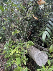 Rhynchosia phaseoloides