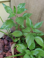 Magnoliopsida