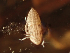 Athysanus argentarius