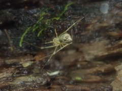 Nomaua arborea