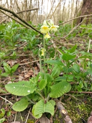 Primula elatior