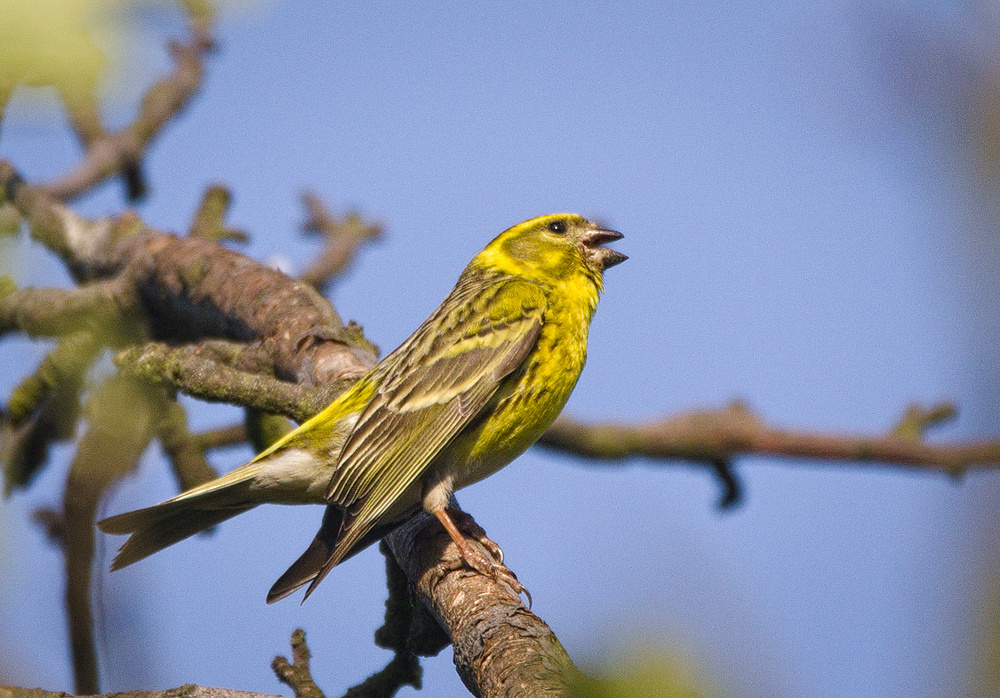 European Serin