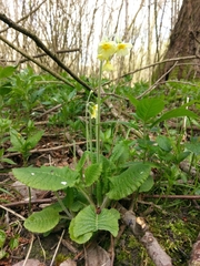 Primula elatior
