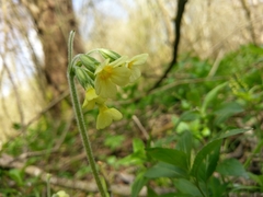 Primula elatior