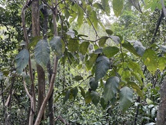 Cordia sulcata