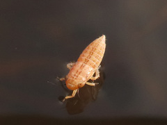 Athysanus argentarius