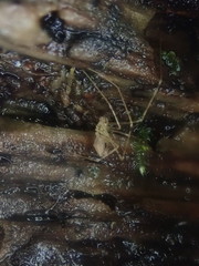Nomaua arborea
