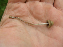 Psilocybe semilanceata