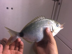 Diplodus holbrookii