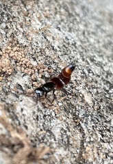 Hesperus baltimorensis