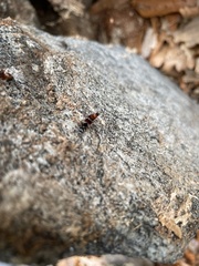 Hesperus baltimorensis