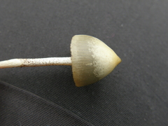 Psilocybe semilanceata