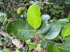 Coccoloba costata