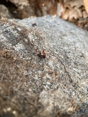 Hesperus baltimorensis