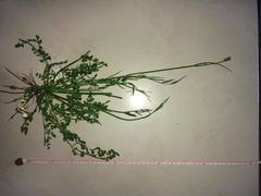 Oenanthe pimpinelloides