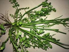 Oenanthe pimpinelloides