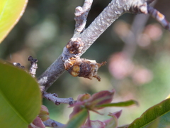 Limenitis archippus