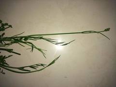 Oenanthe pimpinelloides