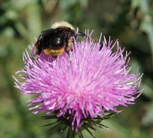 Photo of Bellicose Bumble Bee (Bombus bellicosus)