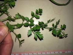 Oenanthe pimpinelloides