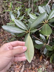 Manilkara pleeana