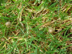 Psilocybe semilanceata