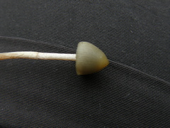 Psilocybe semilanceata