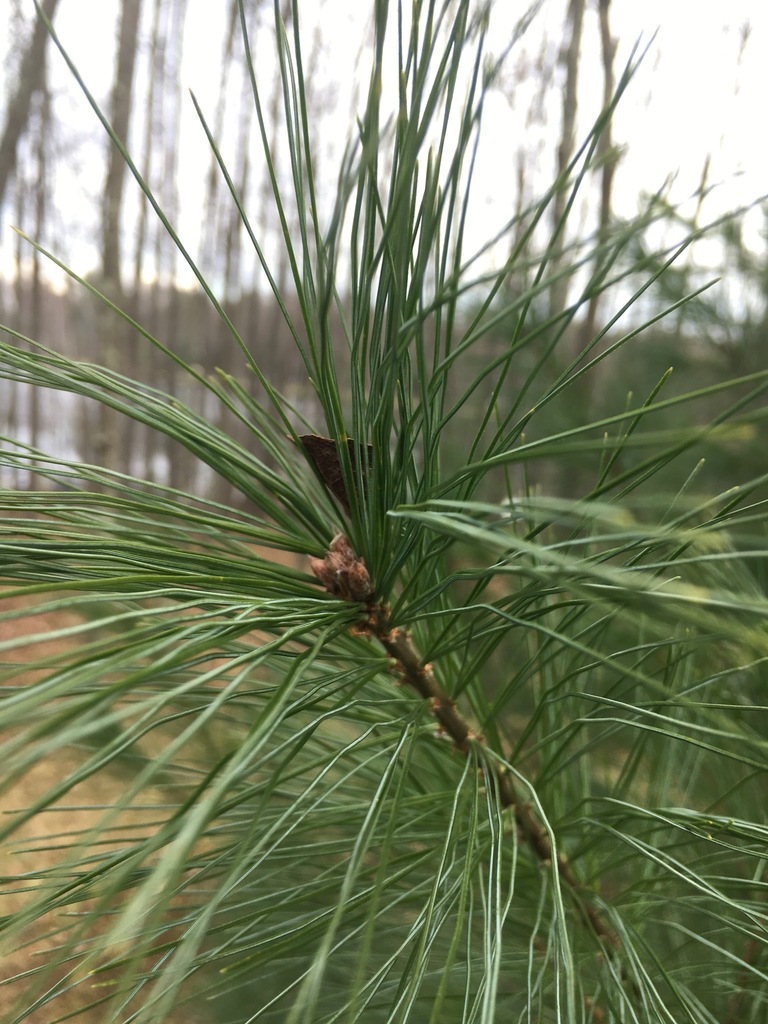 eastern white pine from N1604 Sundance Trail, Keshena, WI 54135, USA on ...