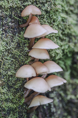 Collybia eucalyptorum