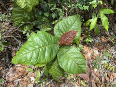 Coccoloba rugosa