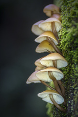 Collybia eucalyptorum