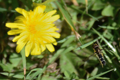 Platycheirus albimanus