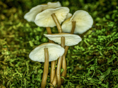 Collybia eucalyptorum