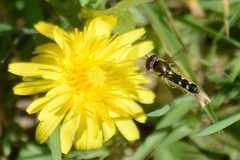 Platycheirus albimanus