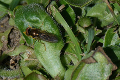 Platycheirus albimanus