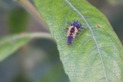 Harmonia axyridis