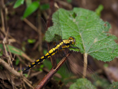 Orthetrum internum