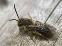 Andrena haemorrhoa