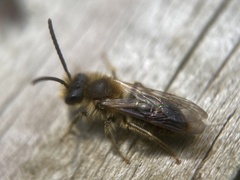 Andrena haemorrhoa