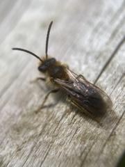 Andrena haemorrhoa