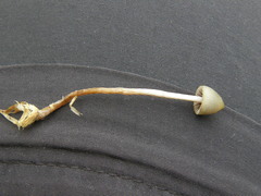 Psilocybe semilanceata