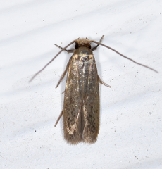 Phaeoses sabinella
