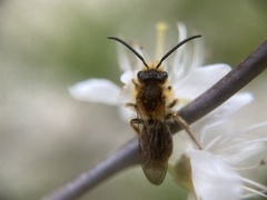 Andrena haemorrhoa