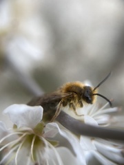 Andrena haemorrhoa