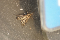 Rhagio atlanticus
